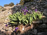 Iris (02) (Photo F. Mrugala)